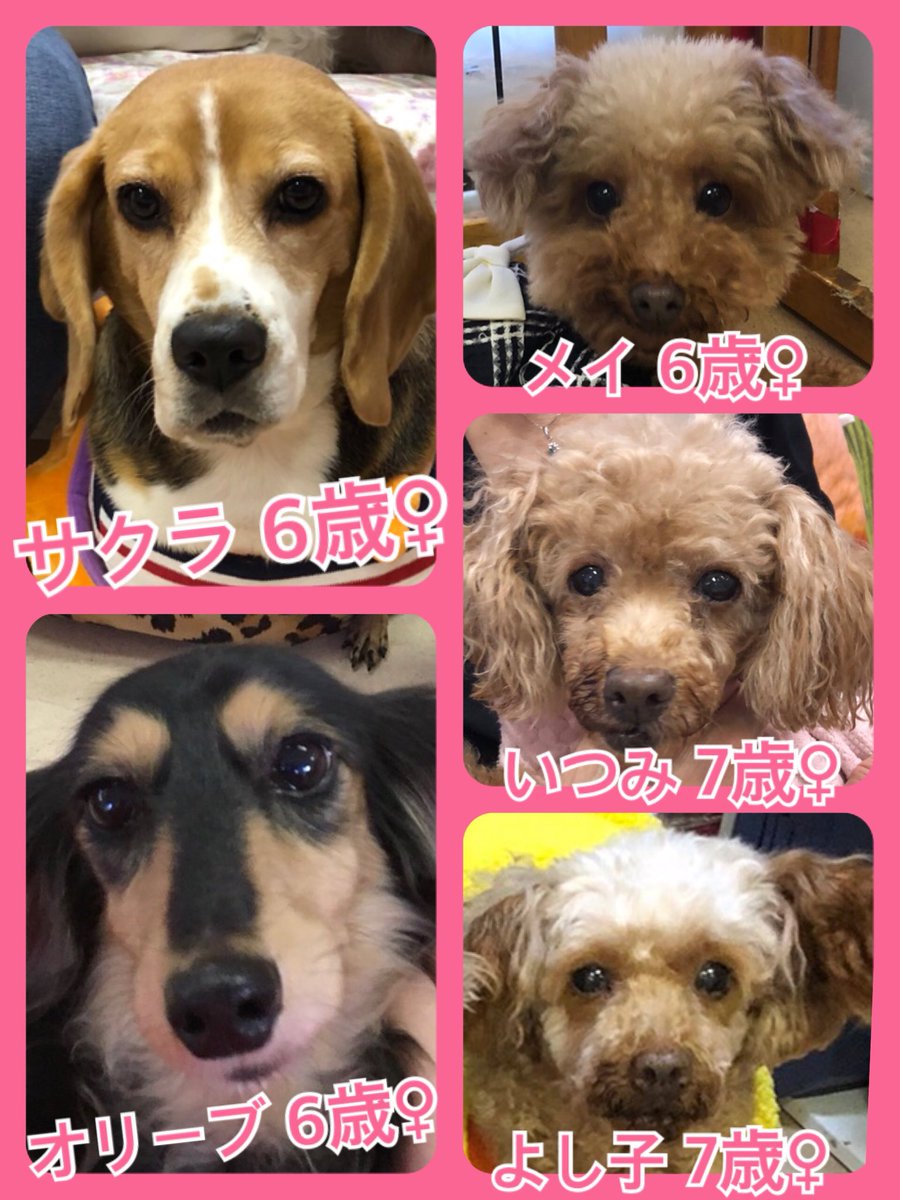 🐾今日の里親様募集中ワンコ🐶メンバーです🐾2019,11,3